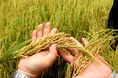 Ước tính lúa tham gia canh tác thí điểm Đề án 1 triệu hécta lúa chất lượng cao cho năng suất cao hơn khoảng 20% so với canh lúa truyền thống. (Ảnh: Thu Hiền/TTXVN)