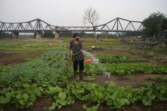 Hoạt động trồng hoa màu trở lại bình thường. (Ảnh: Phương Thảo/TTXVN phát)