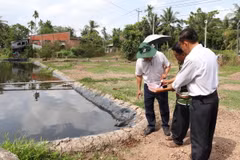 Nhà vườn xã Hưng Khánh Trung B, huyện Chợ Lách, tỉnh Bến Tre chủ động đo độ mặn trước khi tưới cho cây trồng. (Ảnh Công Trí/TTXVN)