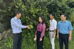 Anh Nguyễn Văn Khôn, nông dân xã Hưng Thịnh, huyện Trảng Bom, tỉnh Đồng Nai giới thiệu về những công dụng của cây xáo tam phân. (Ảnh: Lê Xuân/TTXVN)