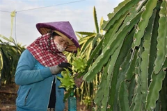 Nông dân xã Bông Trang, huyện Xuyên Mộc chăm sóc thanh long vụ Tết. (Ảnh: Hoàng Nhị/TTXVN)