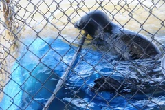 Con vật nghi là sư tử biển đang được chăm sóc tại gia đình ông Phăng. (Ảnh: Hồ Cầu/TTXVN)