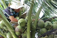 Dừa Bến Tre, điểm sáng của bức tranh nông sản Việt