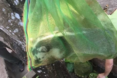 Cá thể cầy hương thu giữ được. (Ảnh: Đậu Tất Thành/Vietnam+)