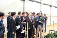 Đại diện công ty Đà Lạt Hasfarm giới thiệu về sản xuất hoa công nghệ cao. (Ảnh: Đặng Tuấn/TTXVN)