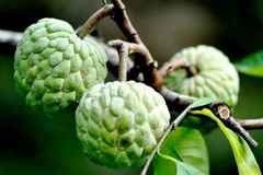 Về Huyền Sơn thăm thủ phủ của cây na nổi tiếng đất Việt