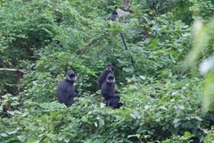 Người dân Quảng Bình tự lập đội bảo vệ loài voọc đen gáy trắng