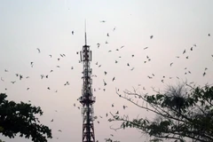 Đàn chim yến tập trung về nhà nuôi trên địa bàn huyện Giồng Riềng (Kiên Giang). (Ảnh: Lê Huy Hải/TTXVN)