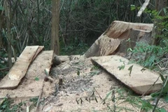 Hiện trường vụ phá rừng. (Ảnh: TTXVN phát)