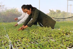 Chị Viên trong vườn ươm cây giống cà gai leo của Hợp tác xã Dịch vụ nông nghiệp Tú An 1. (Ảnh: Hồng Điệp/TTXVN)