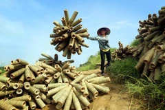 Nghề đan rọ tôm, nguồn sống của người dân ở hồ Thác Bà