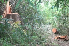 Hiện trường vụ phá rừng. (Ảnh: TTXVN phát)