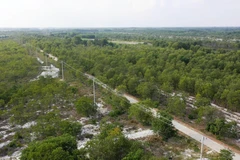 Rừng phòng hộ trên cát ở huyện Phong Điền, Thừa Thiên-Huế. (Ảnh: Hồ Cầu/TTXVN)