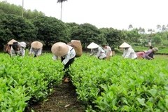 Chè Bản Ven, một thương hiệu thế mạnh của vùng đất Bắc Giang