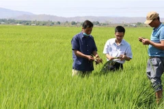 Ngành nông nghiệp tỉnh Gia Lai kiểm tra giống nhằm nâng cao chất lượng lúa, gạo trên địa bàn huyện Phú Thiện. (Ảnh: Hồng Điệp/TTXVN)