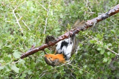 Một chú chim trúng bẫy bằng keo dính ở Pháp. (Nguồn: theguardian.com)