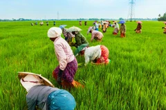 Ảnh minh họa. (Nguồn: iisd.org)