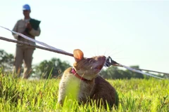 Ảnh minh họa. (Nguồn: npr.org)