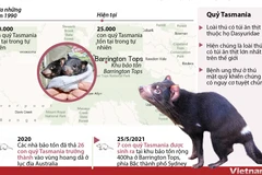 Quỷ Tasmania ra đời tại Australia sau 3.000 năm biến mất khỏi lục địa