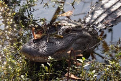 Ảnh minh họa. (Nguồn: insider.com)