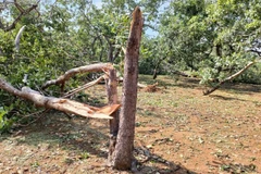 Mưa đá khiến nhiều cây trồng bị gãy đổ. (Ảnh: Đậu Tất Thành/TTXVN)