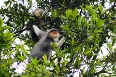 Loài Voọc chà vá chân nâu được bảo tồn, sinh trưởng tại bán đảo Sơn Trà. (Ảnh: Văn Dũng/TTXVN)