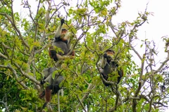 Bán đảo Sơn Trà là ngôi nhà của 531 loài động vật, trong đó có 24 loài quý hiếm có trong Sách Đỏ Việt Nam. (Ảnh: Văn Dũng/TTXVN)