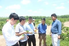 Đoàn công tác khảo sát tại Công ty TTHH Hoàng Phát Fruit, huyện Châu Thành, tỉnh Long An. (Ảnh: Thanh Bình/TTXVN)