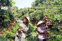 Thu hoạch vườn vải đủ tiêu chuẩn xuất khẩu tại Lục Ngạn, Bắc Giang. (Ảnh: Đồng Thúy/TTXVN)