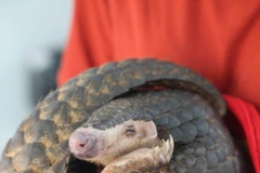 Cứu hộ thành công cá thể tê tê vàng quý hiếm. (Ảnh: TTXVN phát)