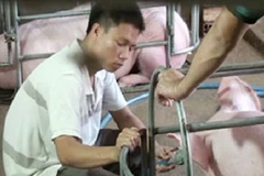 Phạt nặng cơ sở bơm nước vào bụng lợn để tăng trọng lượng