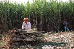 Định hướng dài hạn nhằm thu hút vốn FDI vào nông nghiệp