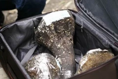 Phát hiện sừng tê giác nhập lậu qua đường hàng không vào Hà Nội