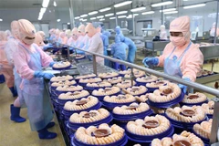 Chế biến tôm xuất khẩu tại nhà máy của Tập đoàn Minh Phu Seafood Corp, Khu công nghiệp Nam Sông Hậu (Hậu Giang). (Ảnh: Vũ Sinh/TTXVN)