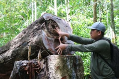 Liên tiếp nhiều cây gỗ lớn vị chặt hạ tại rừng phòng hộ Phổ Phong. (Ảnh: Sỹ Thắng/TTXVN)