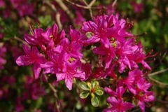 Nhân giống thành công đỗ quyên rừng quý hiếm