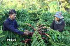 Thu hoạch càphê. (Nguồn: TTXVN)