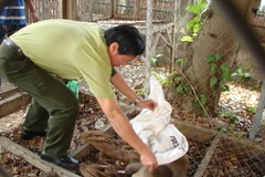 Vườn quốc gia Phong Nha-Kẻ Bàng thả 8 động vật quý về tự nhiên