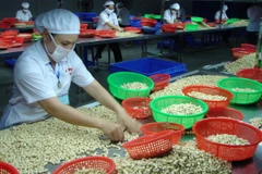 Ngành điều Việt Nam và Nigeria thúc đẩy quan hệ giao thương