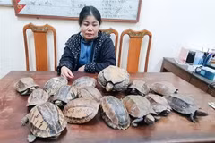 Đối tượng Nguyễn Thị Sen cùng tang vật. (Ảnh: TTXVN)