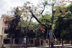 Trường Trung học phổ thông Nam Đàn 2, huyện Nam Đàn, Nghệ An bảo vệ cây phượng trong sân trường. (Ảnh: Tá Chuyên/TTXVN)
