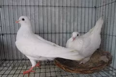 Thu lãi hàng trăm triệu đồng từ mô hình nuôi chim bồ câu Pháp