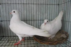 Thu lãi hàng trăm triệu đồng từ mô hình nuôi chim bồ câu Pháp