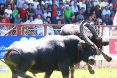 Một pha móc hàm giữa 2 trâu chọi. (Ảnh: Lâm Khánh/TTXVN)