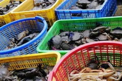 Giá cua biển giảm sâu, nông dân không có nơi tiêu thụ. (Ảnh: Lê Sen/TTXVN)