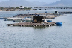 Mô hình nuôi hàu Thái Bình Dương treo dây trên bè nổi khu vực Đầm Nại (huyện Ninh Hải, Ninh Thuận). (Ảnh: Nguyễn Thành/TTXVN)