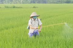 Nông dân phun thuốc trừ sâu cho lúa trên cánh đồng xã Tân Phong (Bình Xuyên, Vĩnh Phúc). (Ảnh: Nguyễn Trọng Lịch/TTXVN)