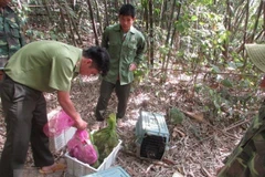 Các cá thể động vật hoang dã được thả về rừng. (Nguồn: TTXVN)