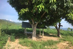 Hiện trường xảy ra vụ tấn công cán bộ kiểm lâm tại huyện Ia Pa. (Ảnh: TTXVN)