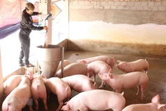 Chăm sóc đàn lợn. (Nguồn: TTXVN)